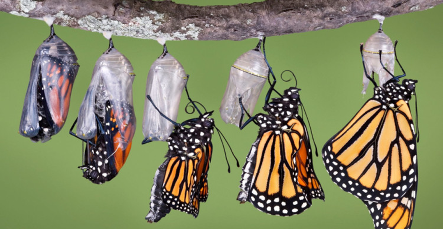 Managing Change, Transition & Organizational Transformation